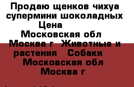 Продаю щенков чихуа супермини шоколадных  › Цена ­ 60 000 - Московская обл., Москва г. Животные и растения » Собаки   . Московская обл.,Москва г.